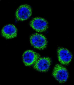 FASN Antibody (Center)