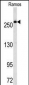 FASN Antibody (Center)