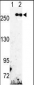 FASN Antibody (Center)