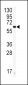 CYP2J2 Antibody (Center)