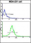 ACTN4 Antibody (C-term)