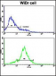 HSP90AB1 Antibody (Center)