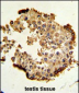 HSP90AB1 Antibody (Center)