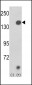 JMJD2A Antibody (N-term)