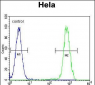 HSPA8 Antibody (C-term)