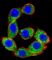 HSPA8 Antibody (C-term)