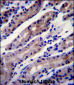 HSPA8 Antibody (C-term)