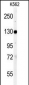 VINC Antibody (N-term)