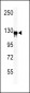 VINC Antibody (N-term)