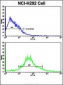 ALDH3A1 Antibody (N-term)