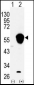 ALDH3A1 Antibody (N-term)