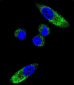 CYP1A1 Antibody (Center)