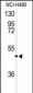 AIFM2 Antibody (Center)