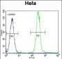 Vimentin Antibody (C-term)