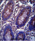 Vimentin Antibody (C-term)