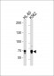 ELF4 Antibody (Center)