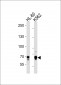 ELF4 Antibody (Center)