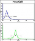 GOLPH3 Antibody (N-term)