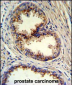 GOLPH3 Antibody (N-term)