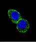 IDH1 Antibody (N-term)