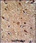 IDH1 Antibody (N-term)