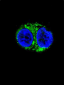 IDH1 Antibody (Center)