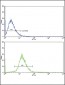 VTN Antibody (C-term)