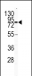 CD31 Antibody (C-term)