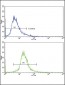 GPT Antibody (N-term P101)