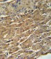 GPT Antibody (N-term P101)