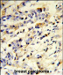 IGHM Antibody (N-term)
