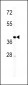 IGHM Antibody (N-term)