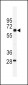 PKM1 Antibody (C-term L398)