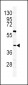 GHRHR Antibody (C-term)