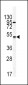 GIPR Antibody (N-term)