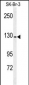 ANPEP Antibody (Center)