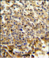 NCF4 Antibody (C-term)