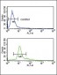 PCSK2 Antibody (Center)