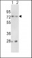 PCSK2 Antibody (Center)