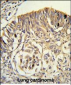 PLTP Antibody (C-term)