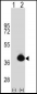 POLDIP2 Antibody (C-term)