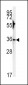 CA3 Antibody (N-term)