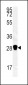 CA3 Antibody (N-term)