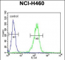Sestrin-1 Antibody (C-term)