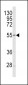 Sestrin-1 Antibody (C-term)