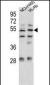 Sestrin-1 Antibody (C-term)