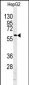 CASP10 Antibody (Center)