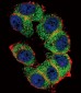 TERT Antibody (S1125)