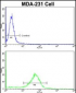 BARON Antibody (N-term)