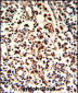 BARON Antibody (N-term)